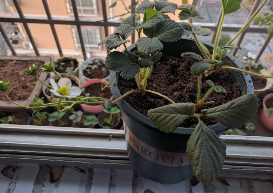 盆栽草莓種植 盆栽草莓種植