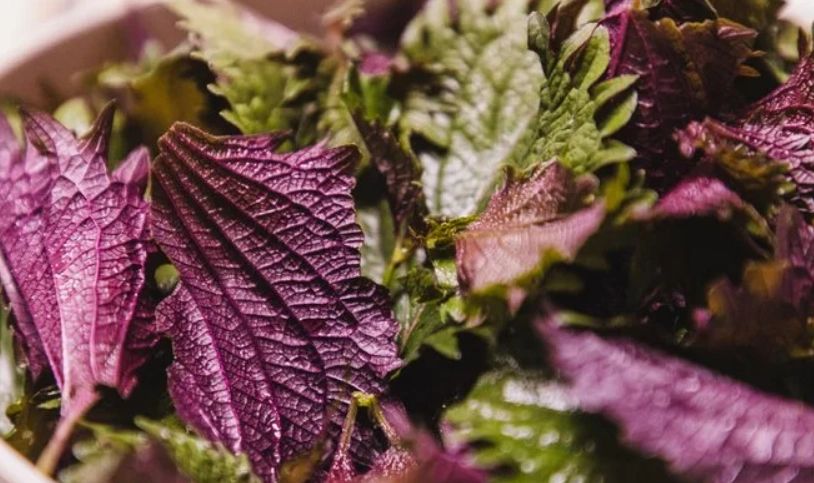 紅紫蘇葉怎麼吃？從生食到醃漬的完整料理指南