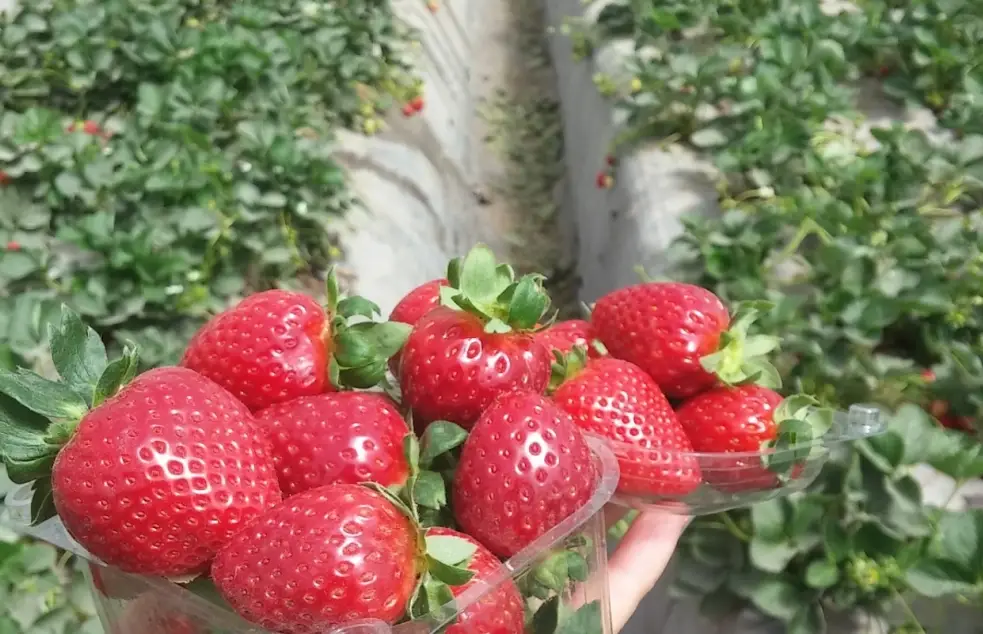 草莓盆栽 草莓盆栽