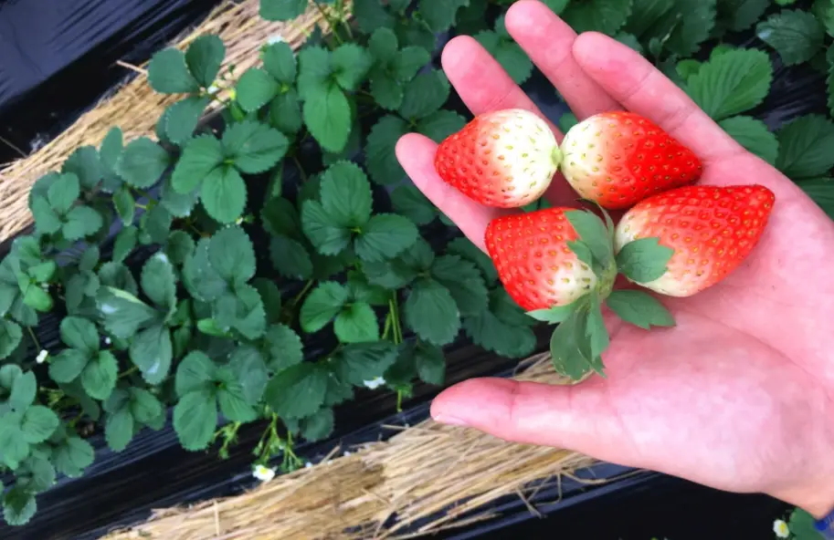 自己種草莓