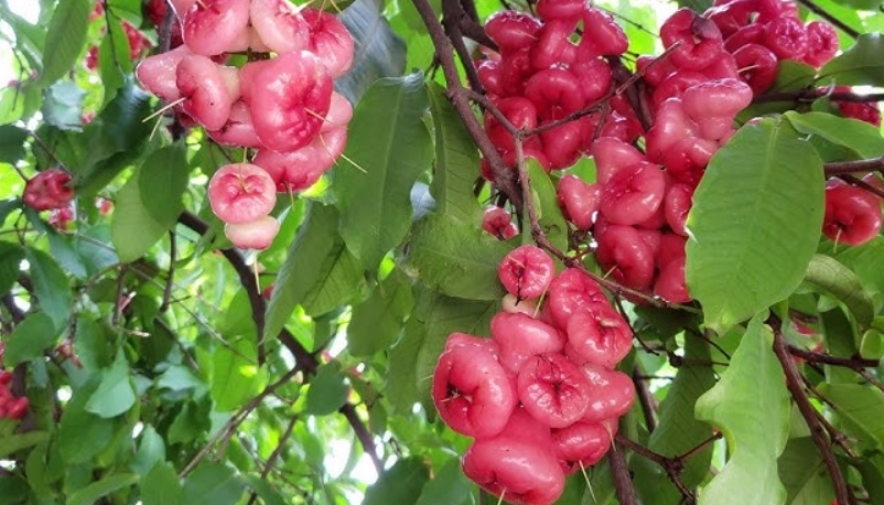 蓮霧樹幾年結果