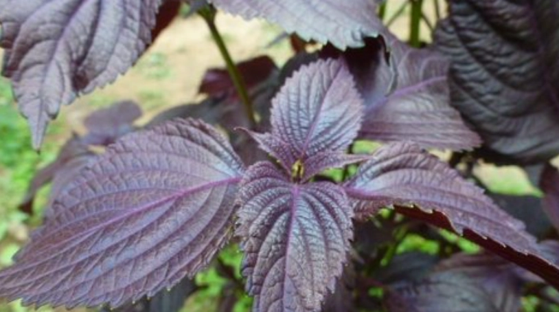 紫蘇葉保存方法