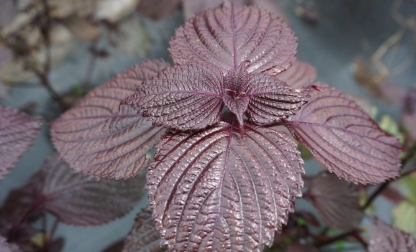 紅紫蘇葉食譜全攻略：解鎖夏日風味與保存秘訣