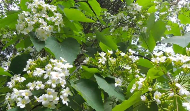 油桐花季節 油桐花季節