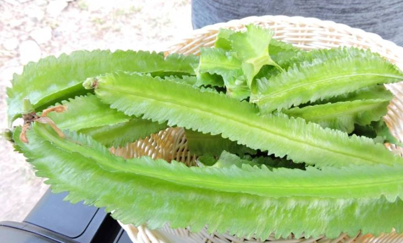 翼豆處理 翼豆處理