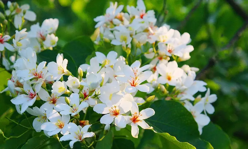 油桐花知識全解析：從生態習性到賞花景點的深度指南
