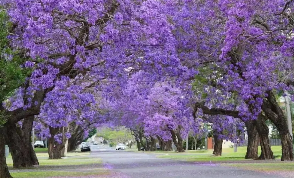 藍花楹養護技巧