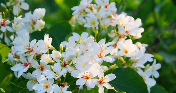 油桐花季節 油桐花季節