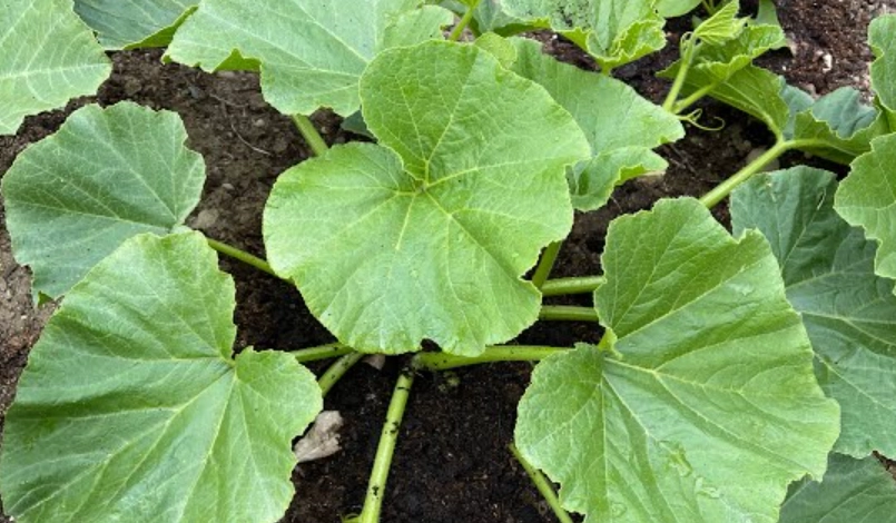 南瓜病蟲害防治 南瓜病蟲害防治