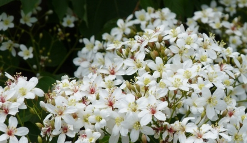 油桐花季節 油桐花季節