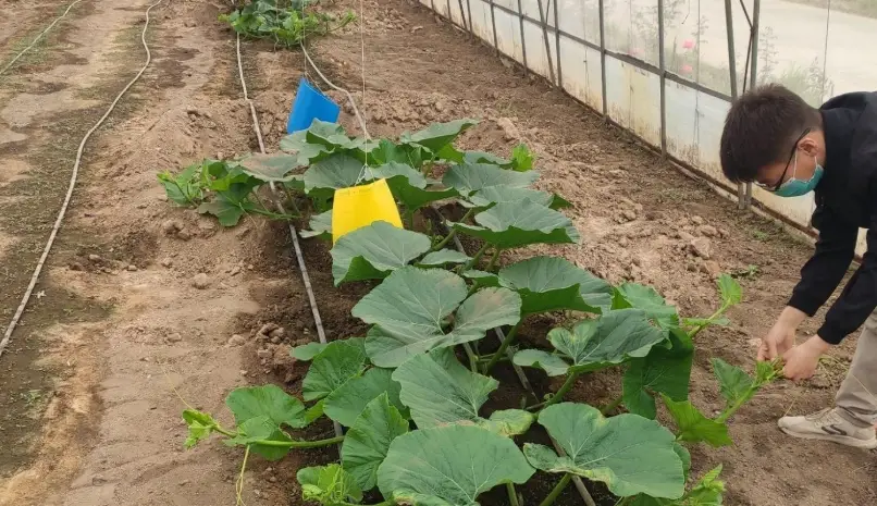 南瓜怎麼種 南瓜怎麼種