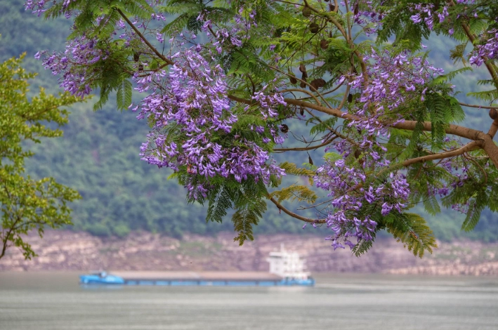 藍花楹照顧方法
