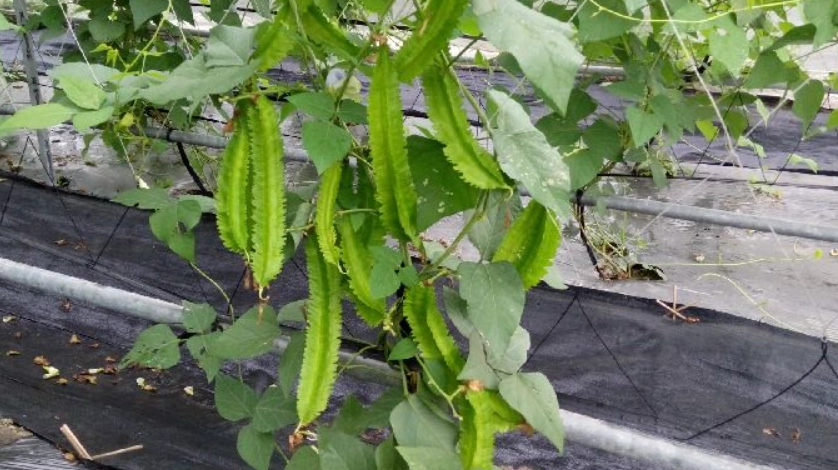 翼豆料理 翼豆料理