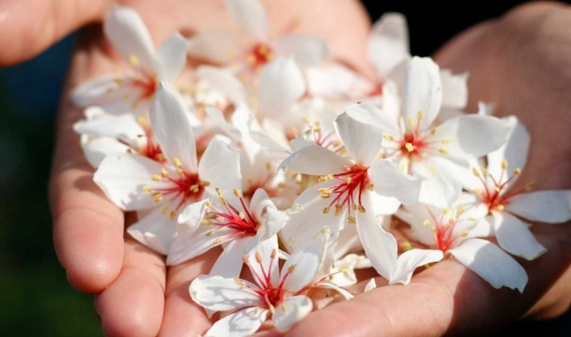 油桐花開花時間 油桐花開花時間