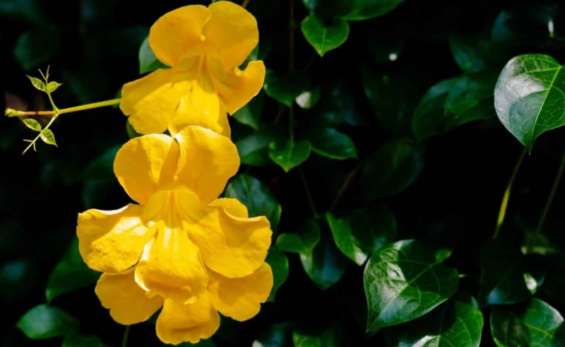 貓爪藤貓咪 貓爪藤貓咪