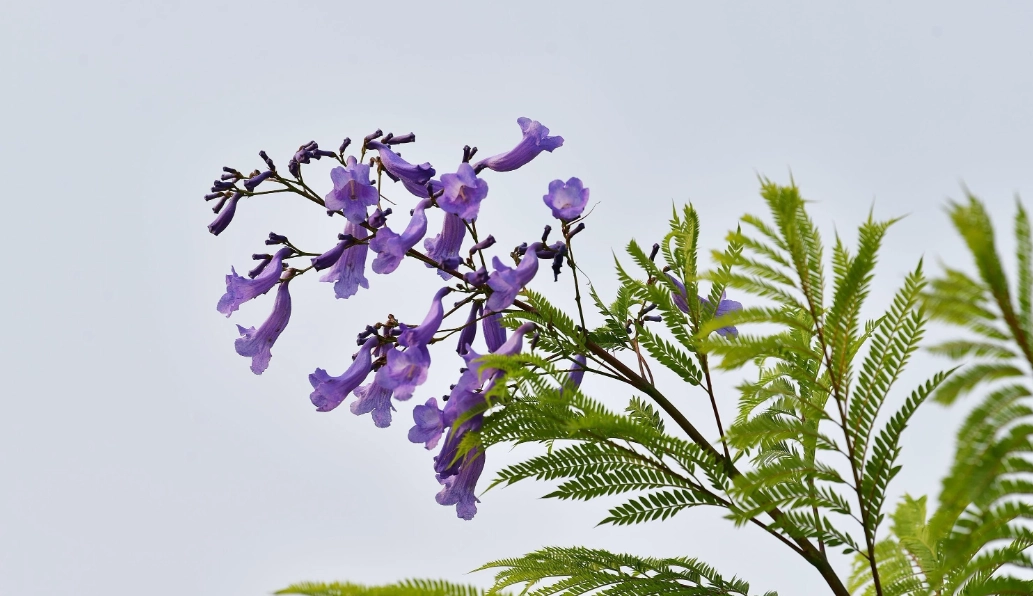 藍花楹養護技巧