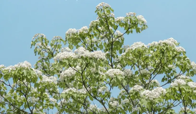 油桐花景點 油桐花景點