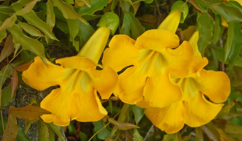 貓爪藤有毒嗎 貓爪藤有毒嗎