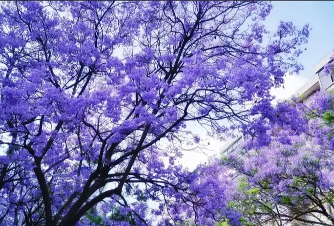 藍花楹不開花原因
