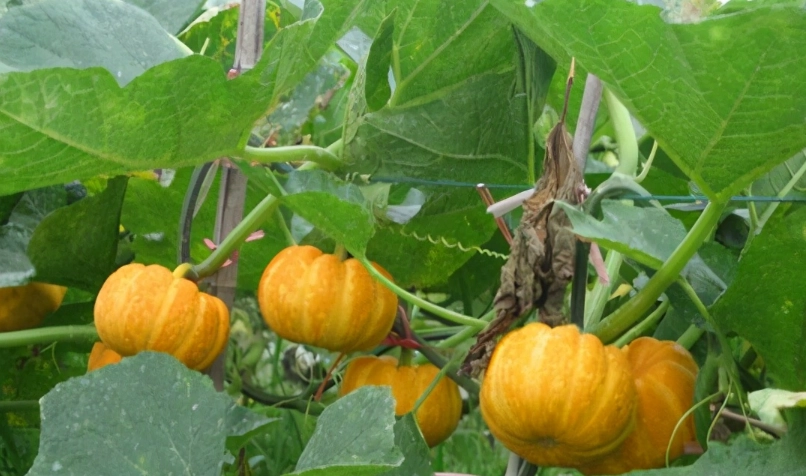 南瓜怎麼種 南瓜怎麼種