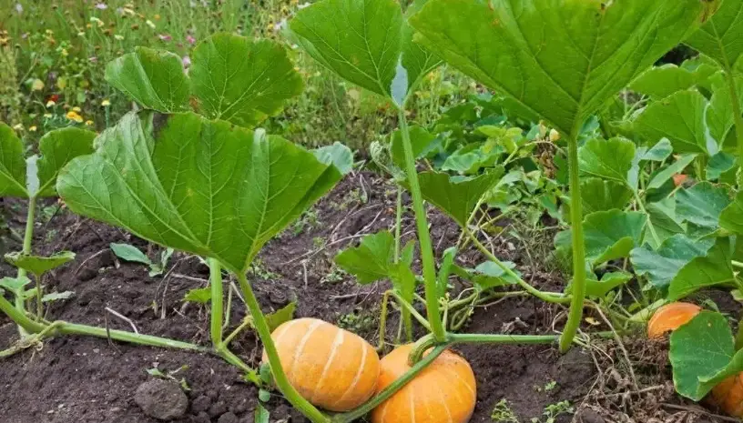 南瓜種植時間 南瓜種植時間