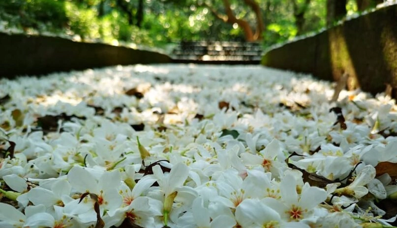 油桐花景點 油桐花景點