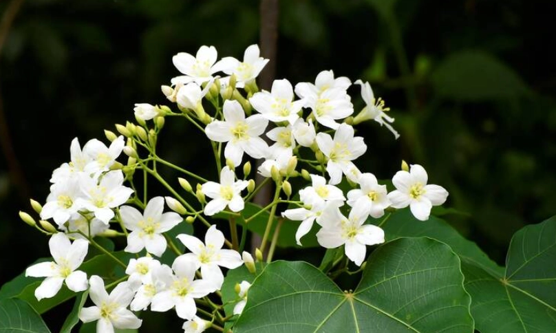 油桐花季節 油桐花季節