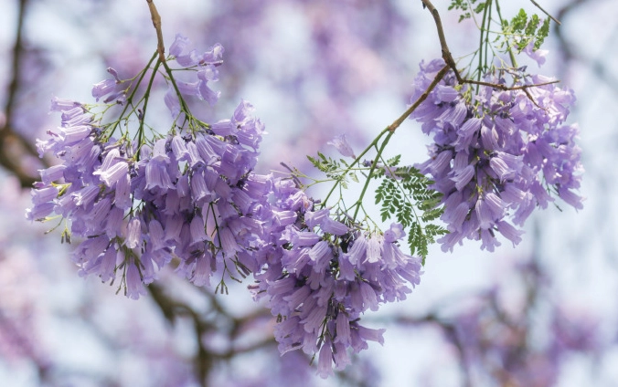 藍花楹修剪方法