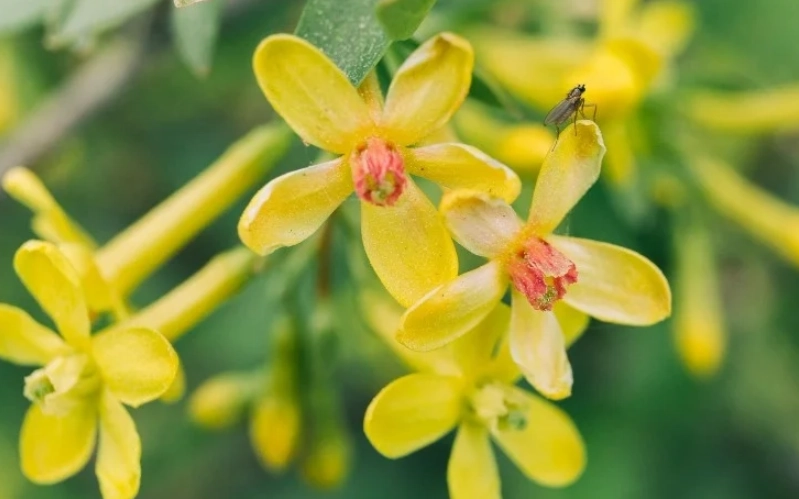 天然關節補充品