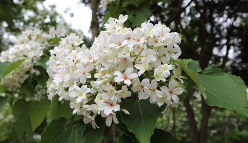 油桐花景點 油桐花景點