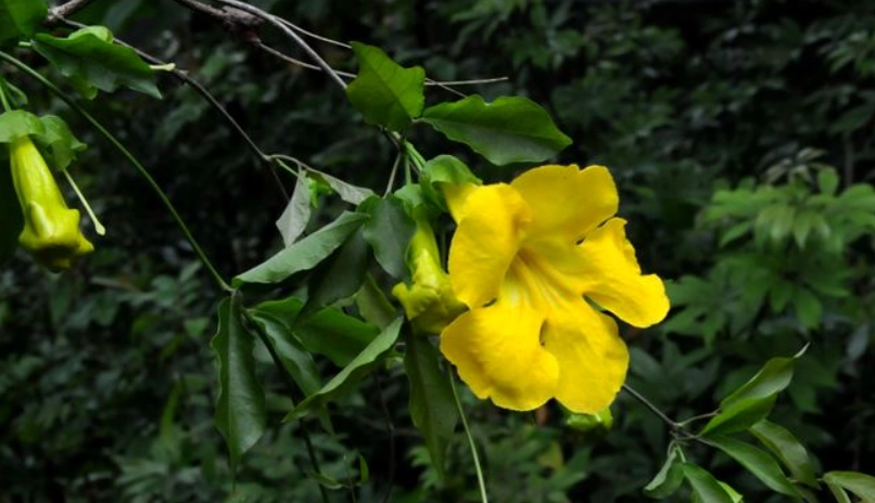 貓爪藤貓咪 貓爪藤貓咪