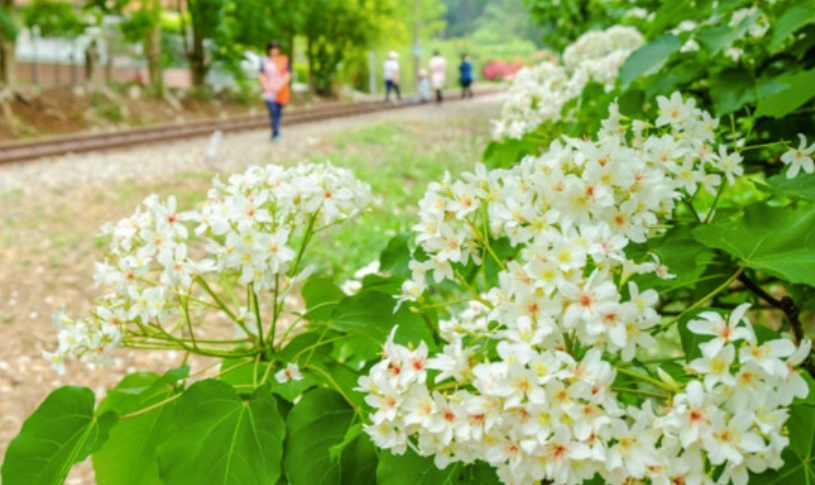 油桐花景點 油桐花景點