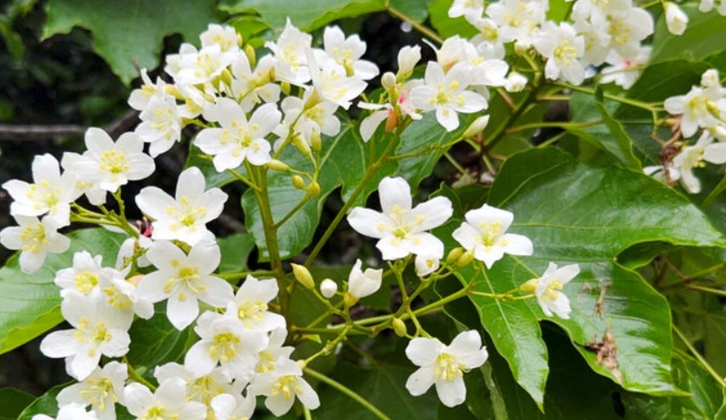 油桐花季節 油桐花季節