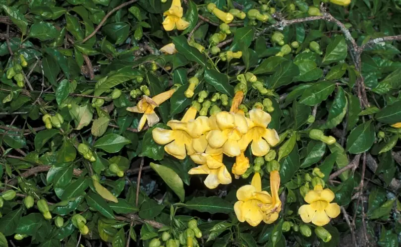 貓爪藤有毒嗎 貓爪藤有毒嗎