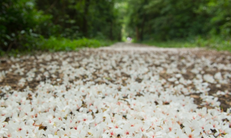 油桐花季節 油桐花季節