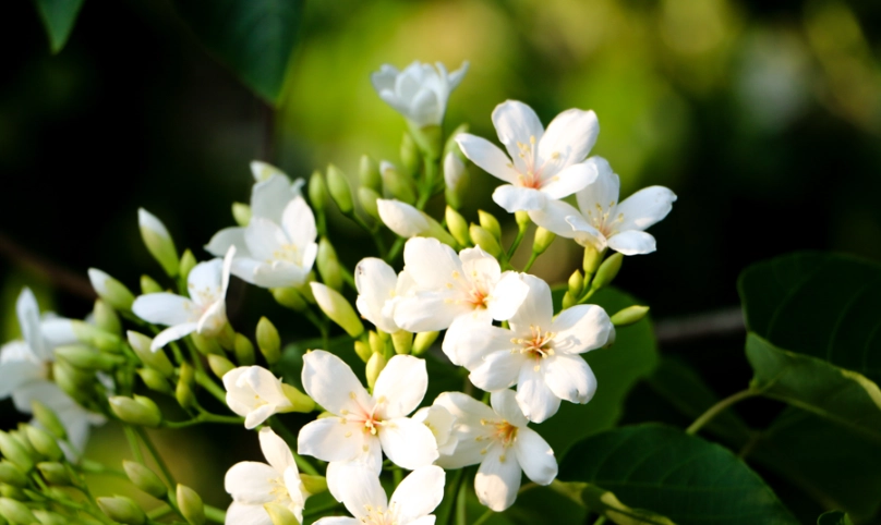 油桐花景點 油桐花景點