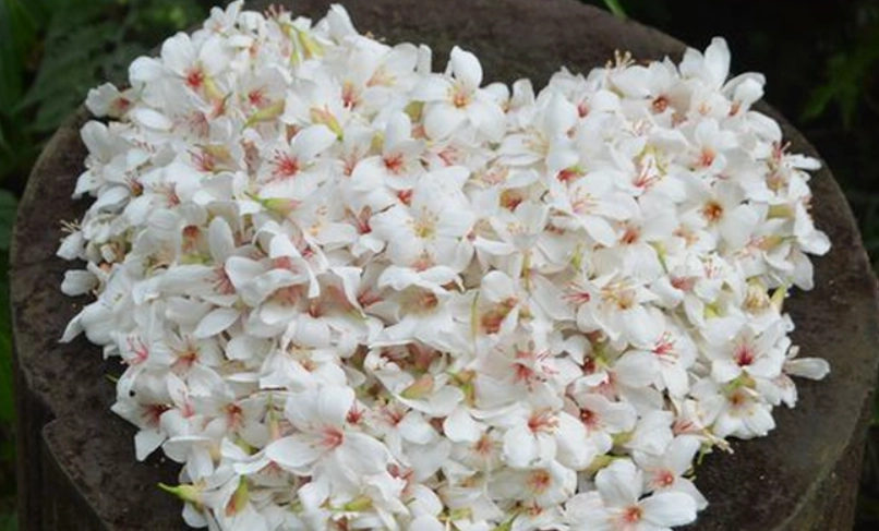 油桐花觀賞地點 油桐花觀賞地點