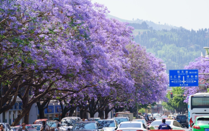 藍花楹修剪時間