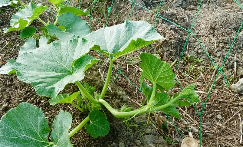 南瓜怎麼種 南瓜怎麼種