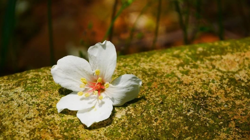 油桐花觀賞地點 油桐花觀賞地點