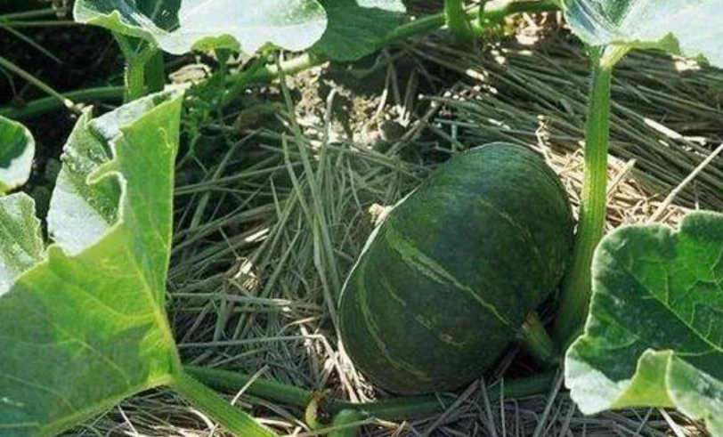 南瓜病蟲害防治 南瓜病蟲害防治