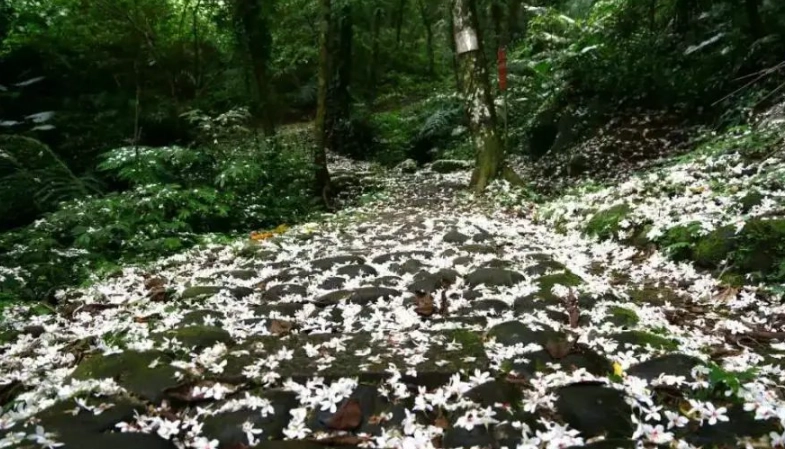 油桐花景點 油桐花景點