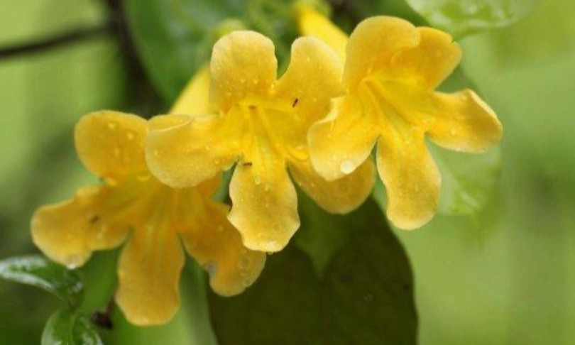 天然關節補充品