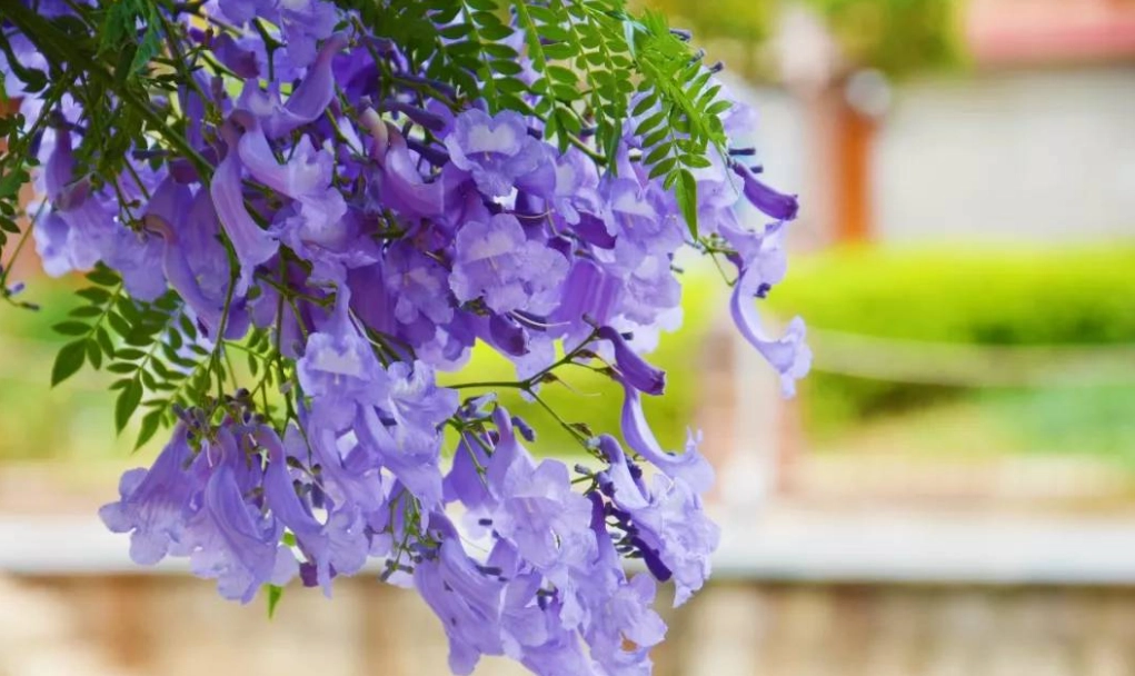 藍花楹修剪時間