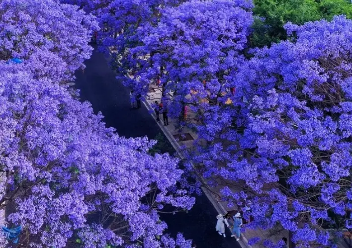 藍花楹修剪時間
