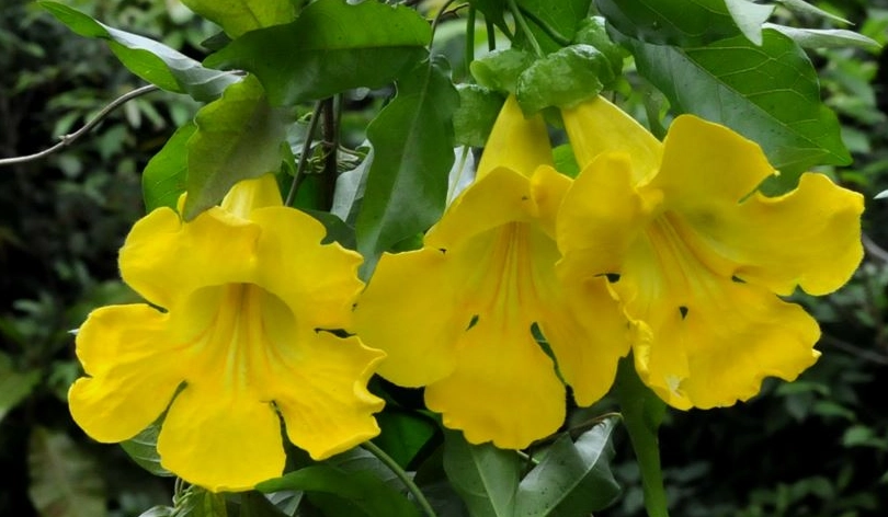 貓爪藤貓咪 貓爪藤貓咪