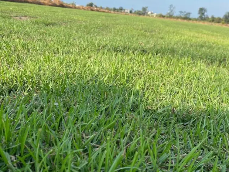 假儉草繁殖方法