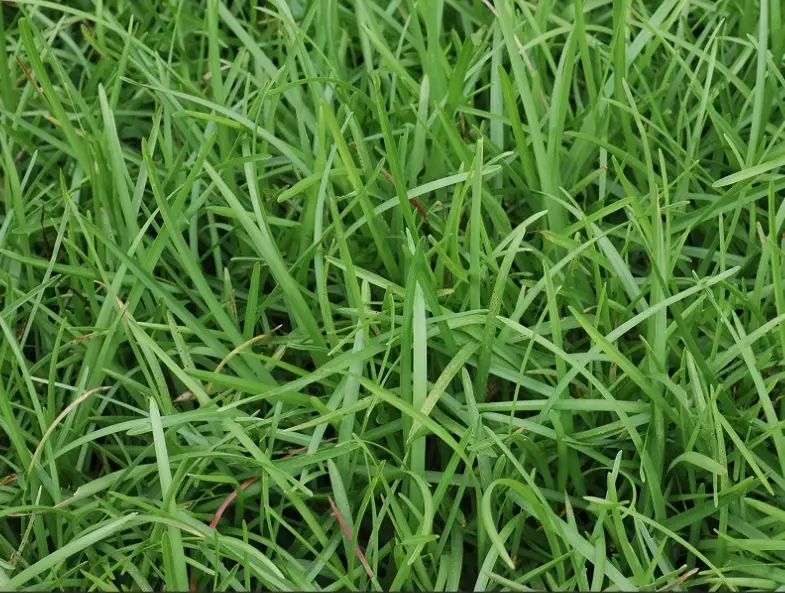 假儉草種植技巧