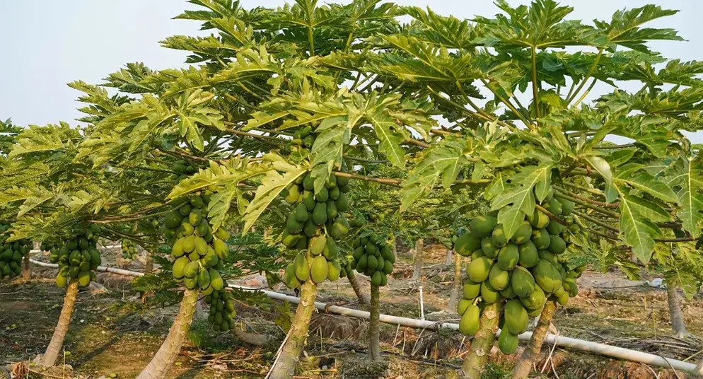 木瓜樹修剪技巧