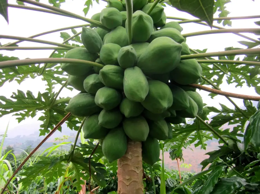 木瓜美食食譜
